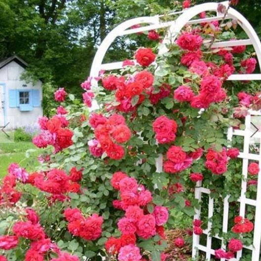 Ramblin Red Climbing Rose Staked