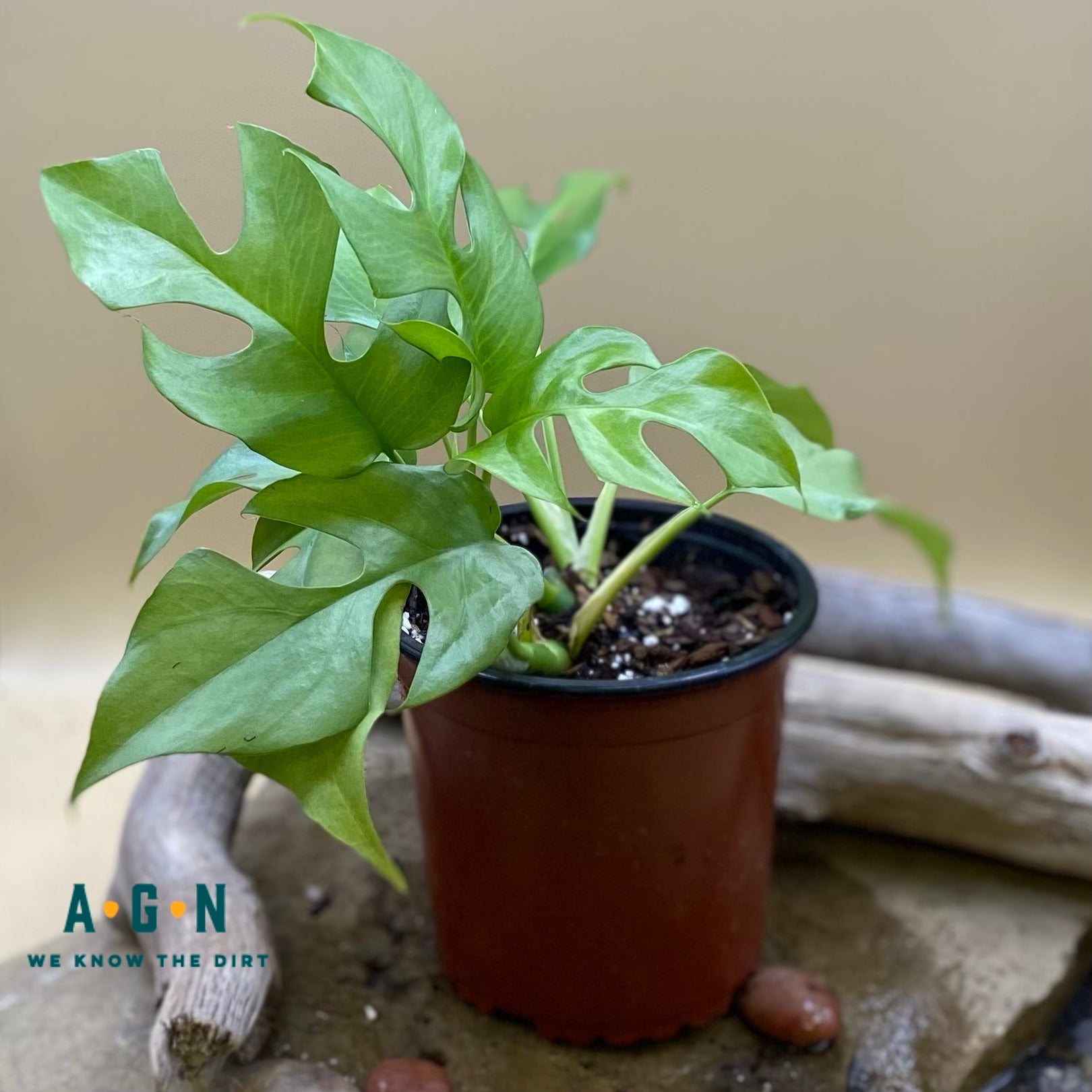 Rhaphidorphora Tetrasperma - America's Gardens Nursery