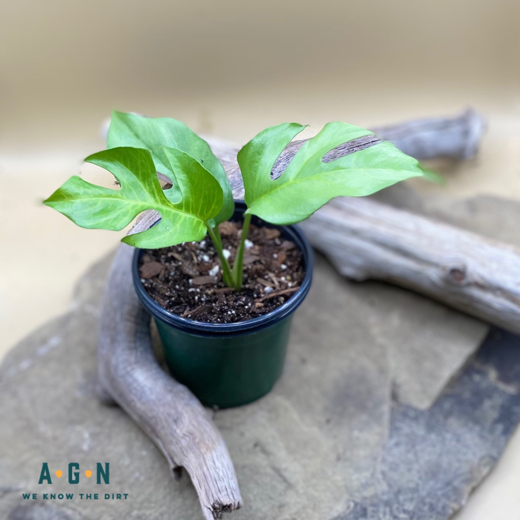Rhaphidorphora Tetrasperma - America's Gardens Nursery