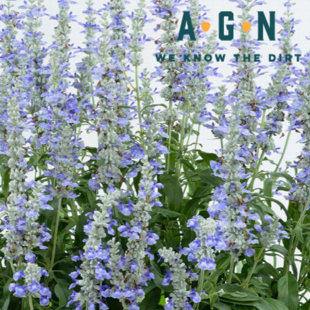 Sallyfun Salvias - America's Gardens Nursery