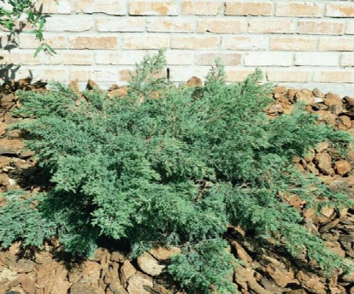 Scandia Juniper - America's Gardens Nursery