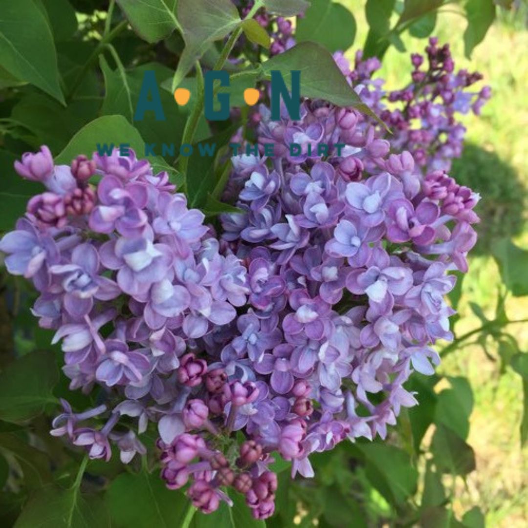 Scentara Double Blue Lilac - America's Gardens Nursery