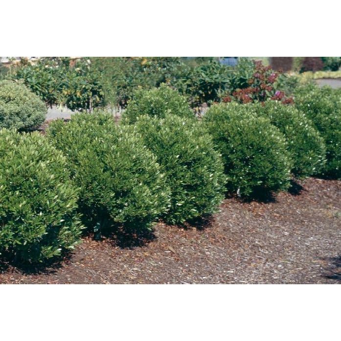 Shamrock Inkberry Holly - America's Gardens Nursery