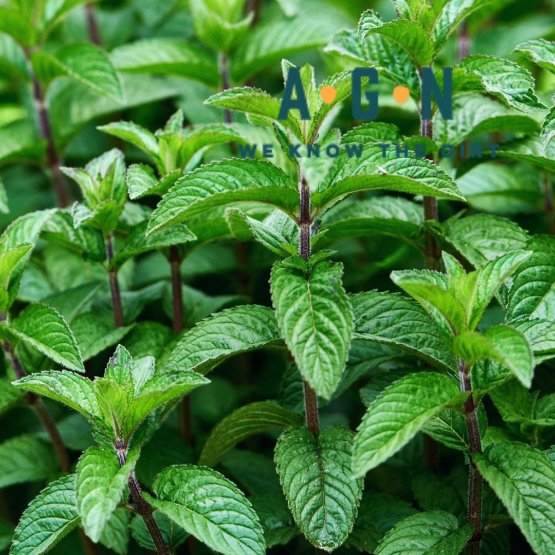 Spearmint Mint - America's Gardens Nursery