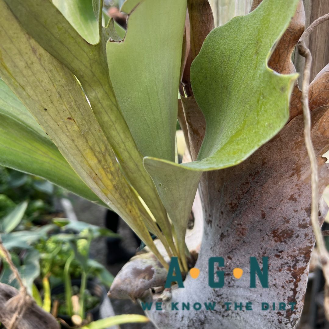 Staghorn Fern - America's Gardens Nursery