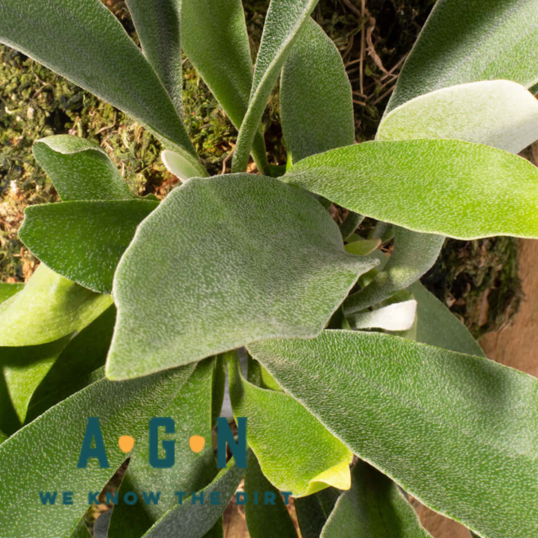 Staghorn Fern - America's Gardens Nursery