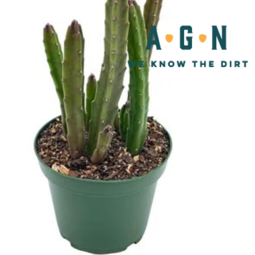 Stapelia Cactus - America's Gardens Nursery