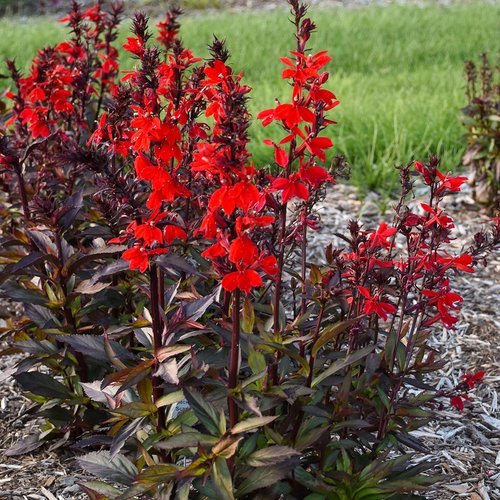 Starship Scarlet Bronze Leaf Lobelia - America's Gardens Nursery