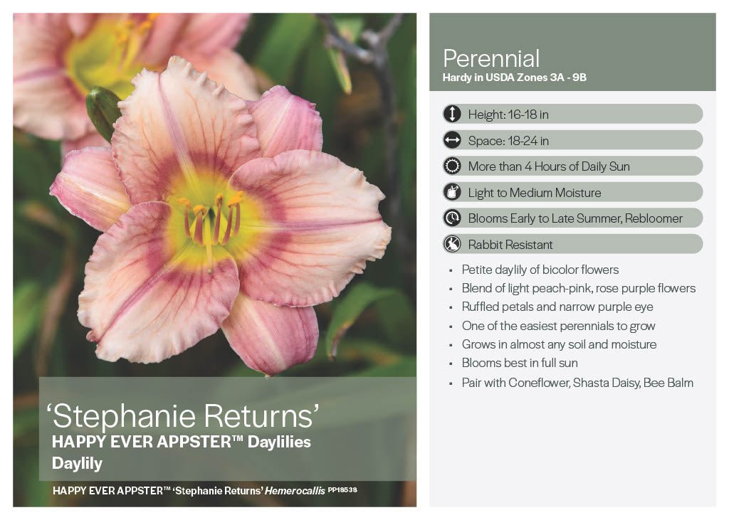 Stephanie Returns Daylilies - America's Gardens Nursery