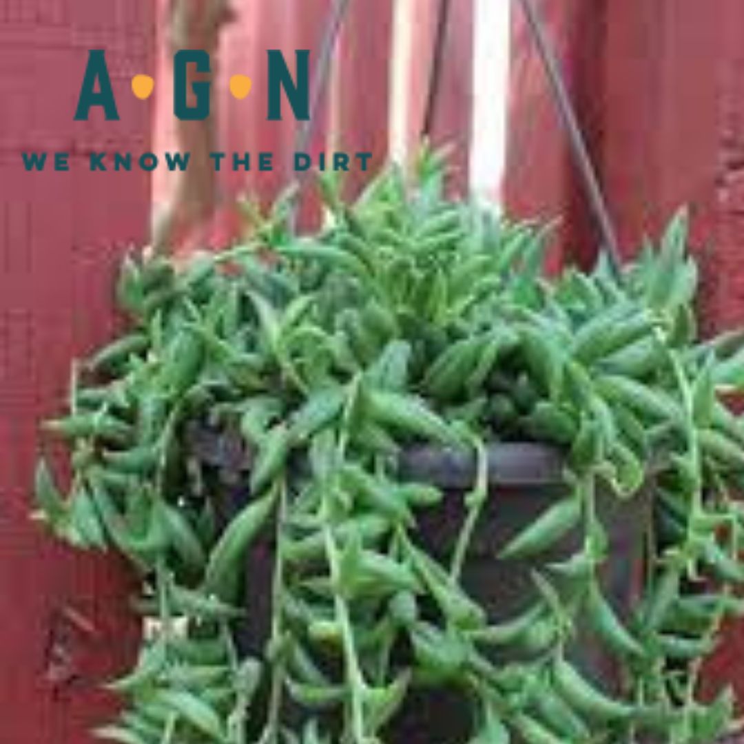String of Bananas - America's Gardens Nursery