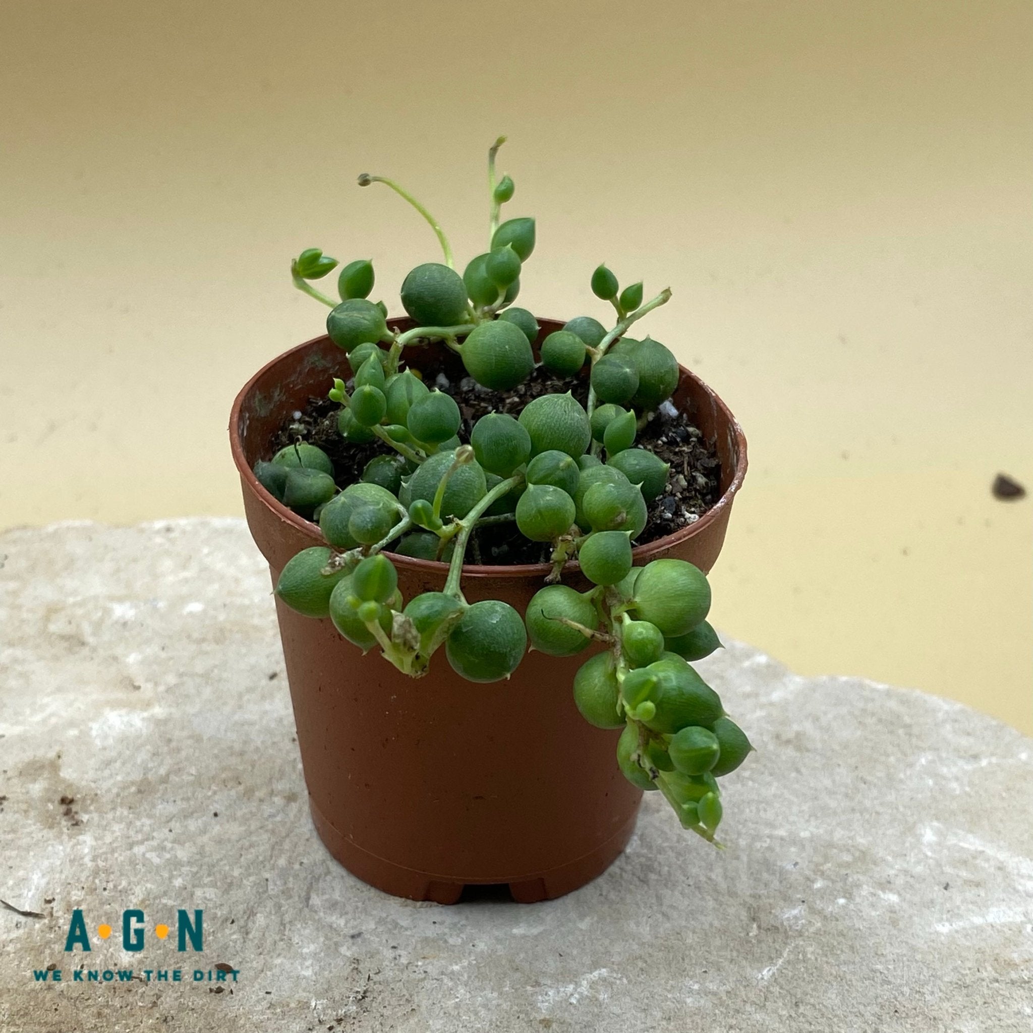 String of Pearls - America's Gardens Nursery