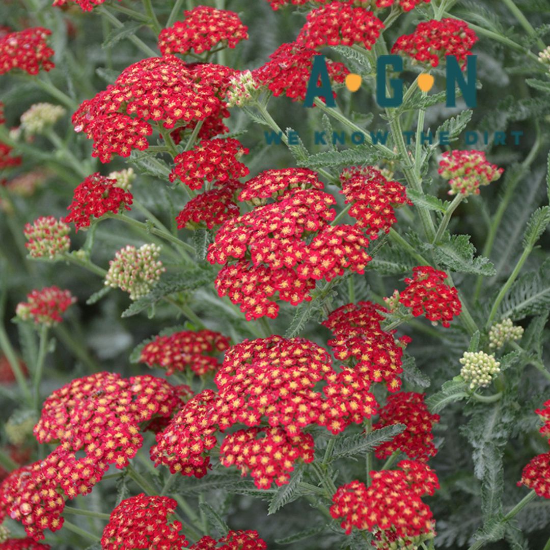 Summer Sassy Yarrow - America's Gardens Nursery