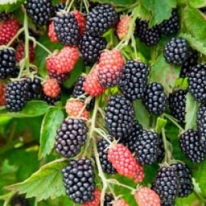 Sweet Ark Immaculate Blackberry - America's Gardens Nursery