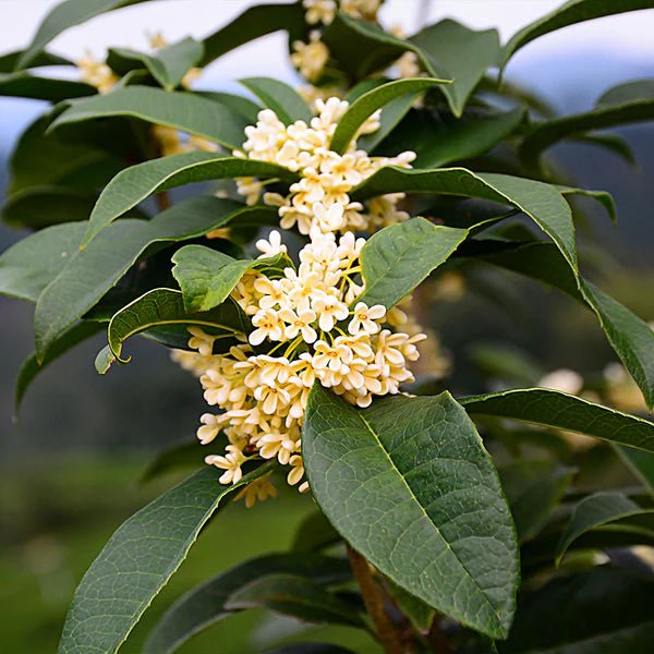 Sweet (Tea) Olive Osmanthus - America's Gardens Nursery