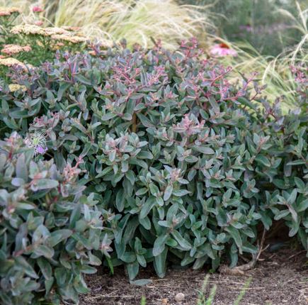 Tiramisu Sedum - America's Gardens Nursery