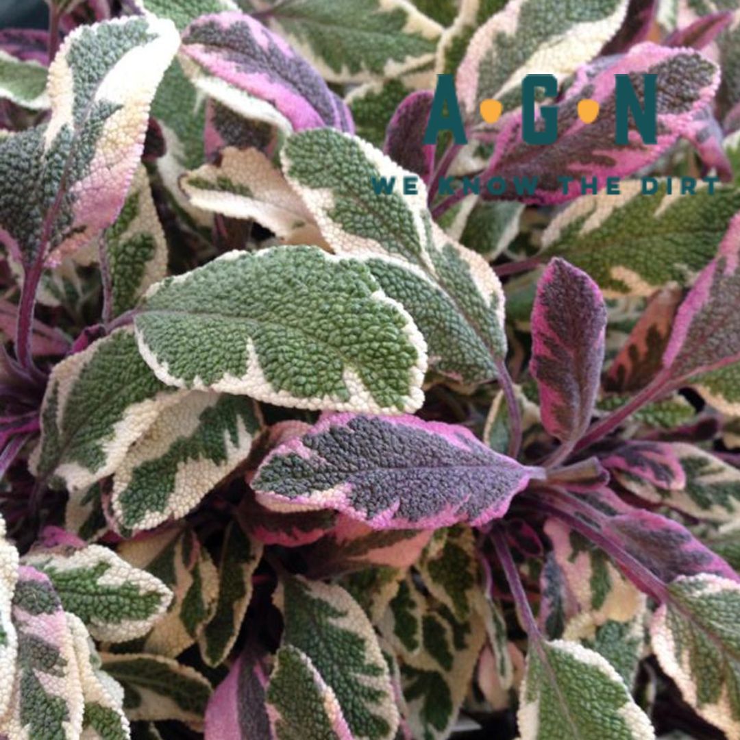 Tricolor Sage - America's Gardens Nursery