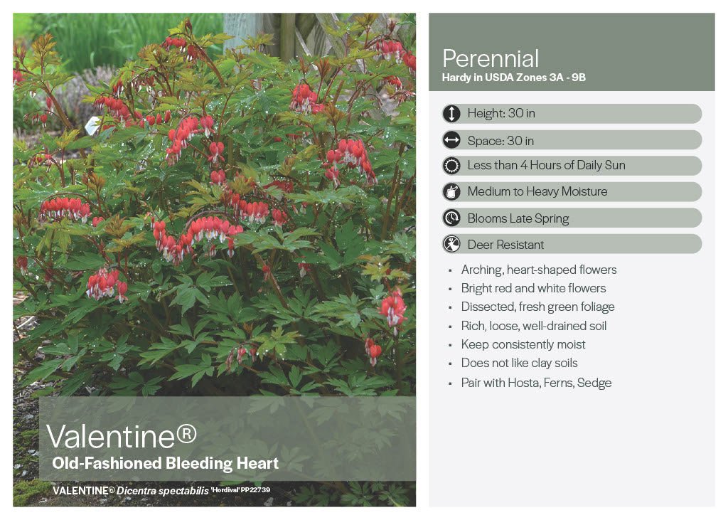 Valentine Dicentra (Bleeding Heart) - America's Gardens Nursery