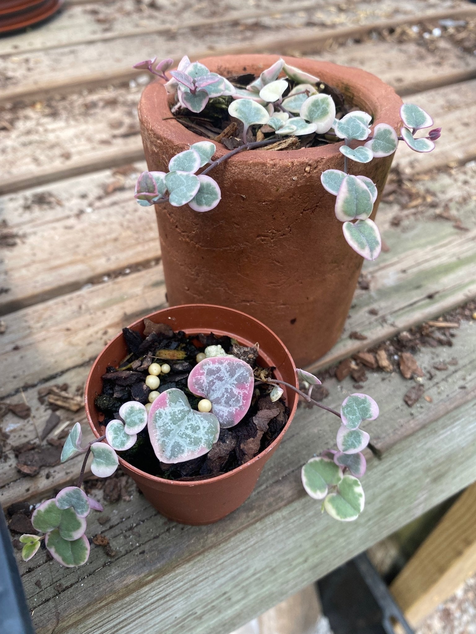 Variegated String of Hearts - America's Gardens Nursery