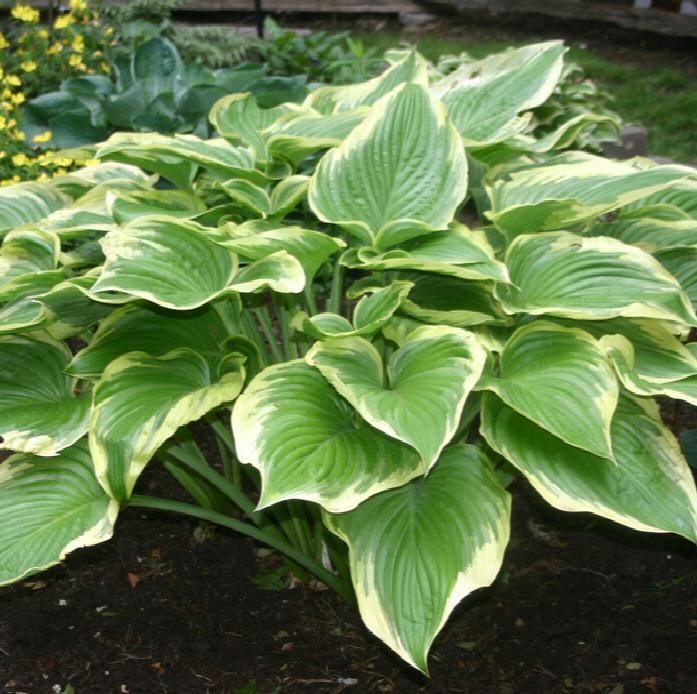 Victory Hosta - America's Gardens Nursery