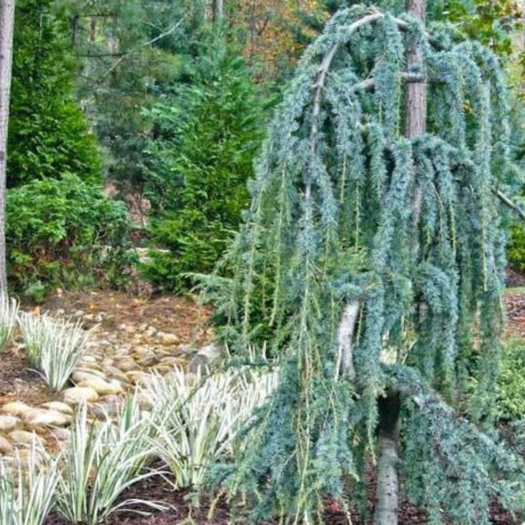 Weeping Blue Atlas Cedar - America's Gardens Nursery