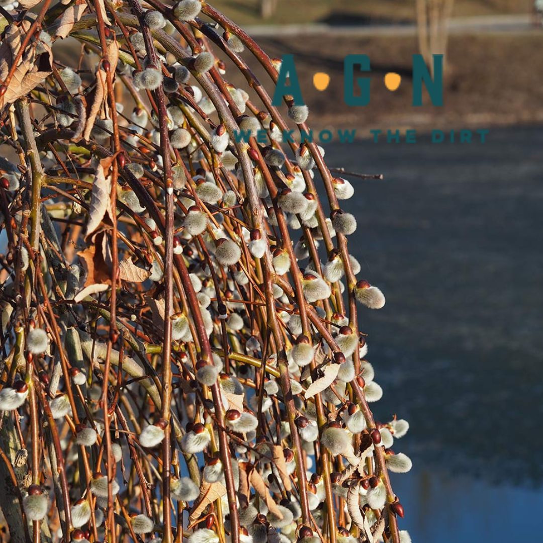 Weeping Pussy Willow Patio Tree - America's Gardens Nursery