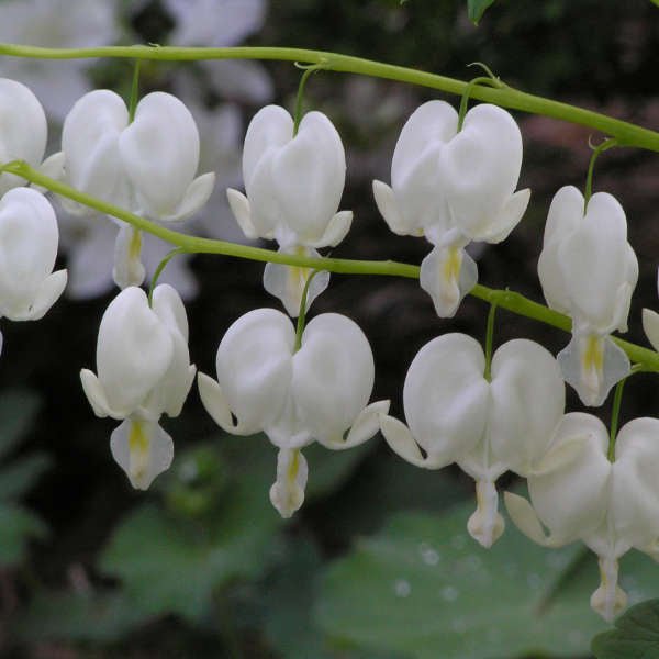 White (alba) Bleeding Heart - America's Gardens Nursery