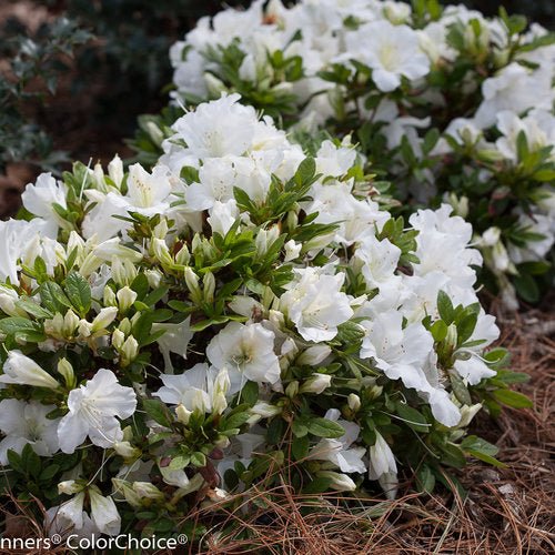 White Bloom - A - Thon Reblooming Azalea - America's Gardens Nursery