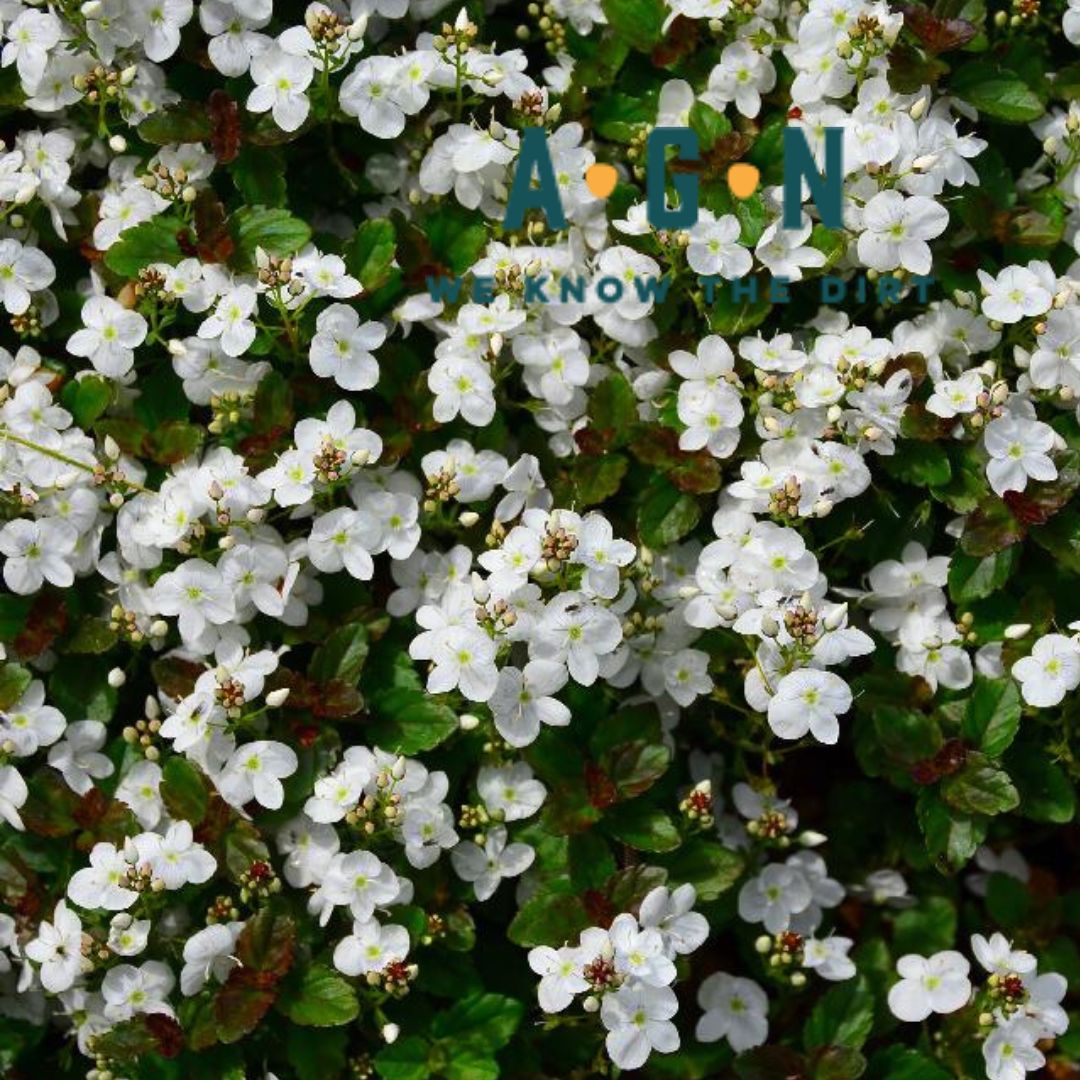Whitewater Veronica Speedwell - America's Gardens Nursery