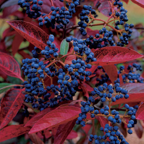 Viburnum 'Winterthur'