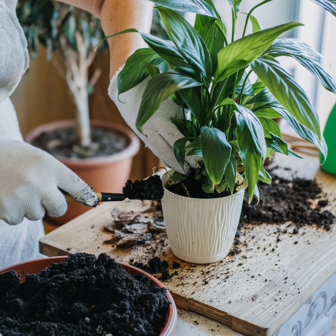 Beginner's House Plant Care Guide