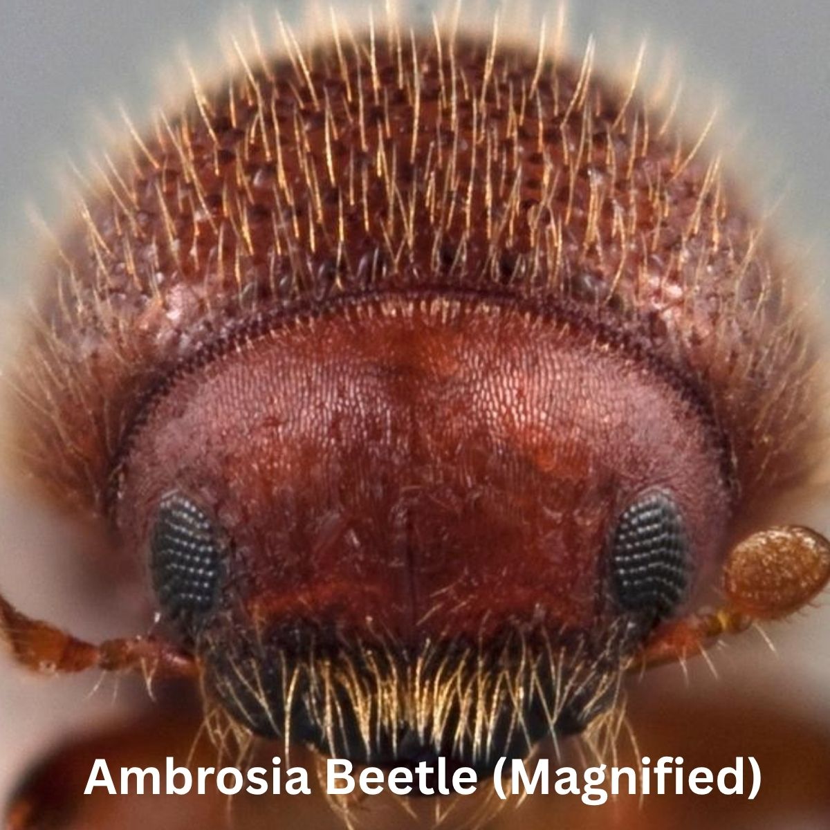 Ambrosia Beetles