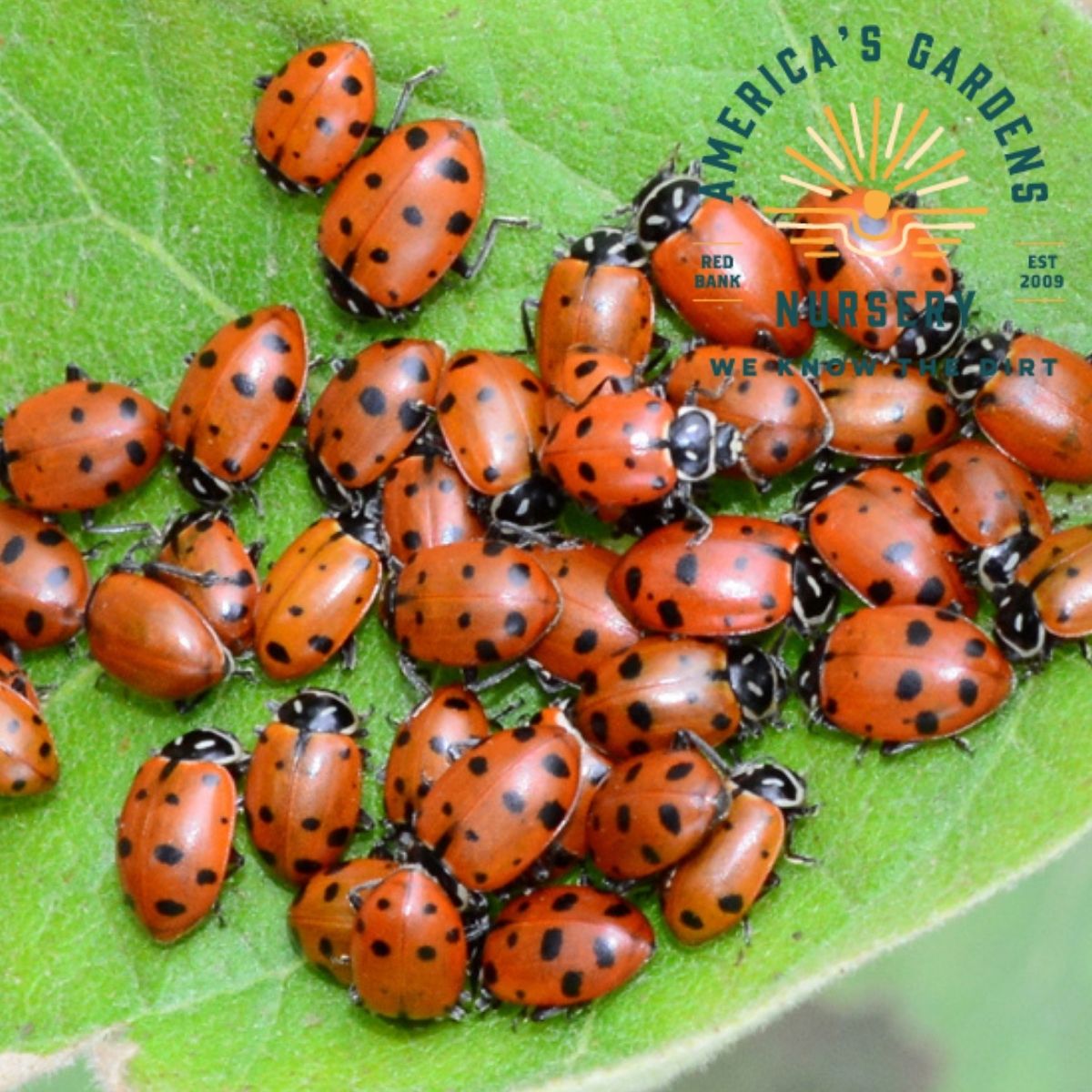 Beneficial Predators - America's Gardens Nursery