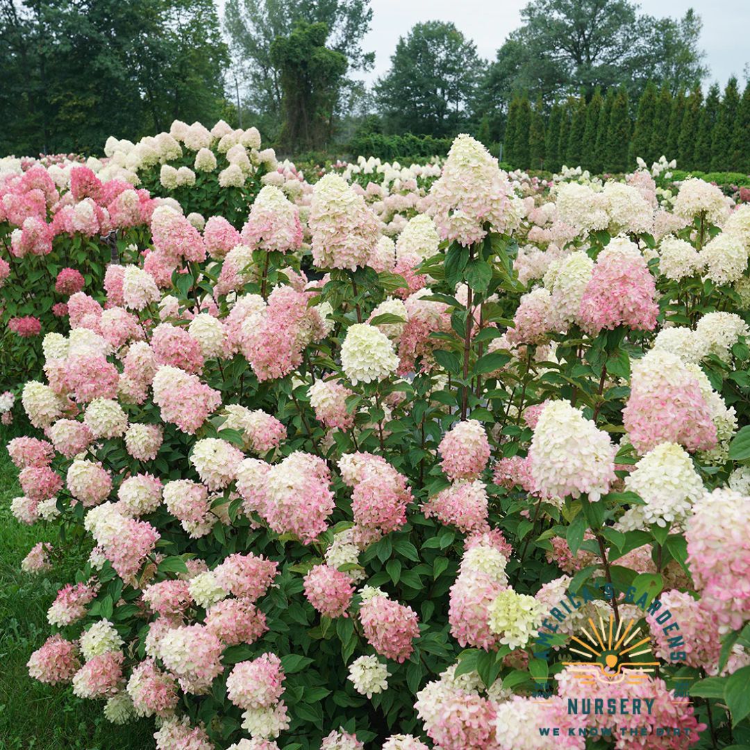 Limelight  Prime Hydrangea