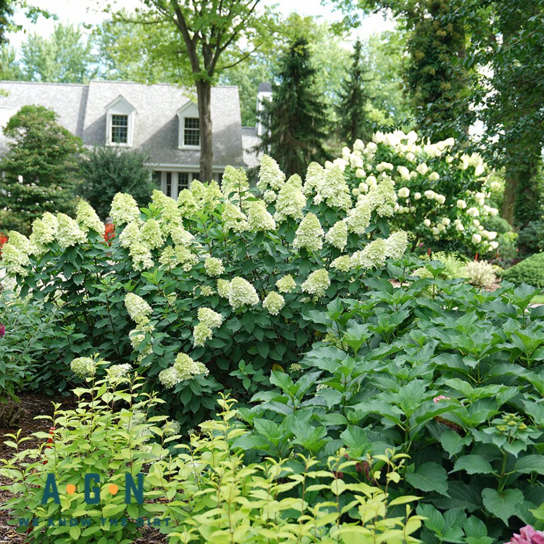 Limelight  Prime Hydrangea