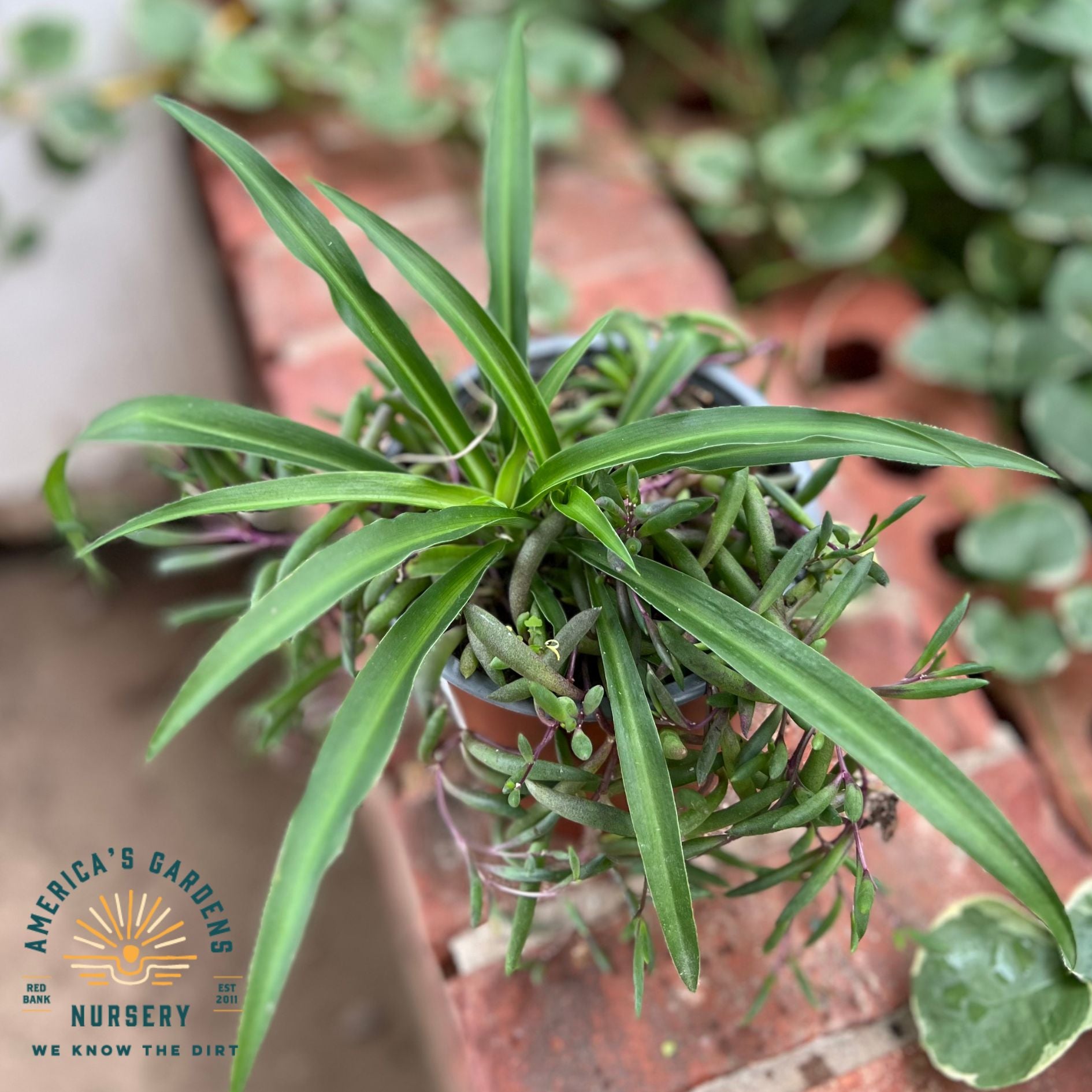 Houseplants Assorted