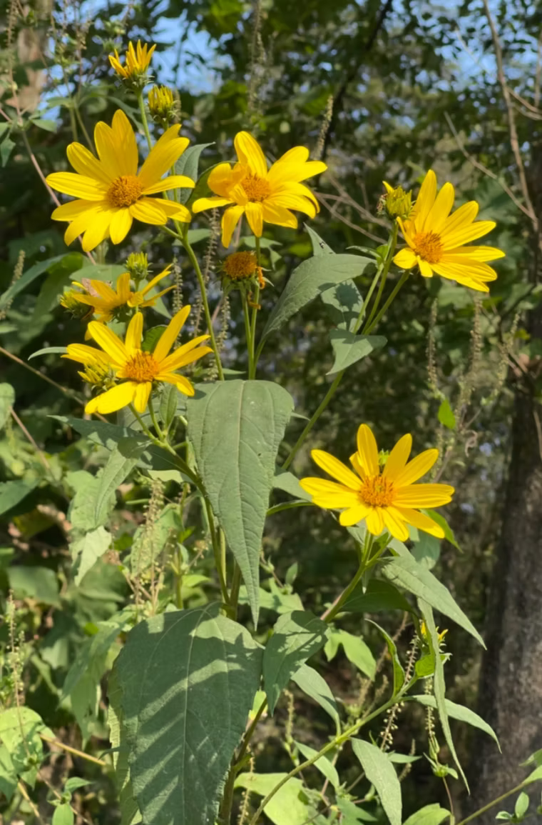 Sunchoke (Jerusalem Artichoke)