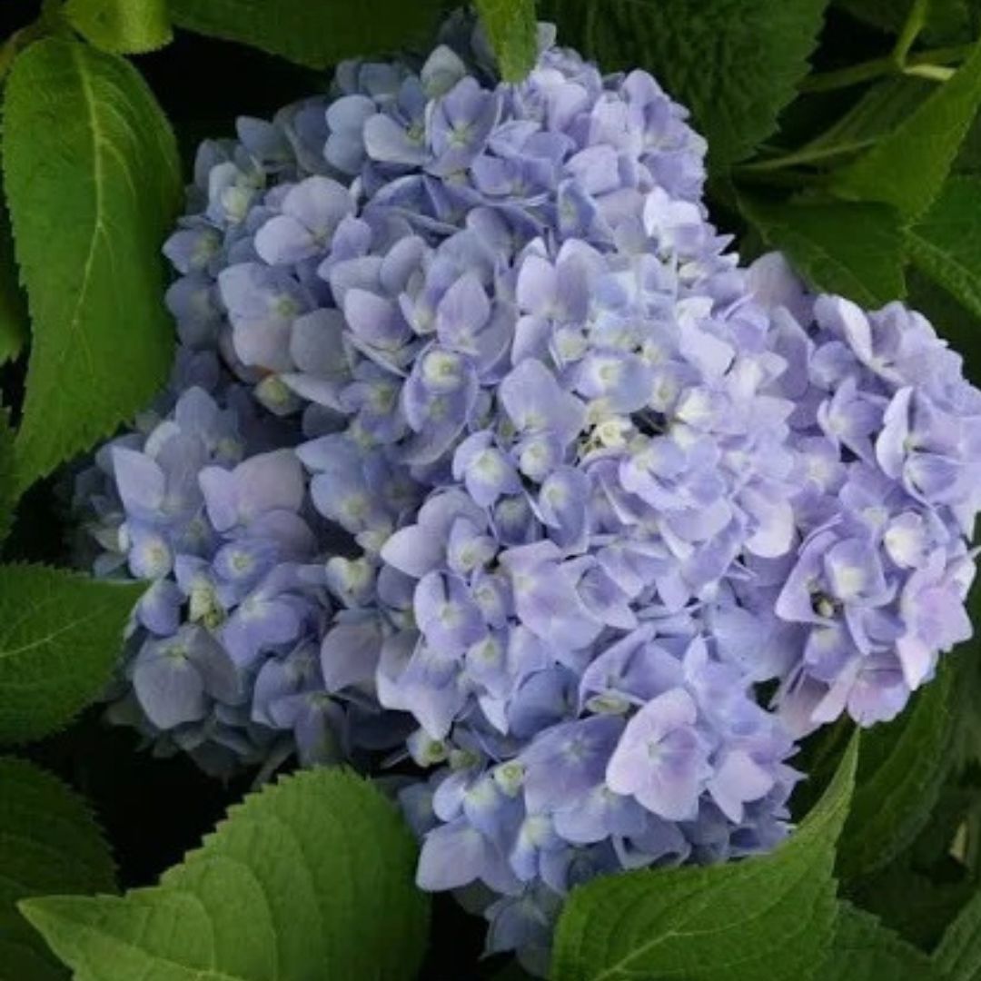 All Summer Beauty Hydrangea