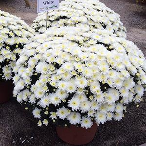 8" Mums