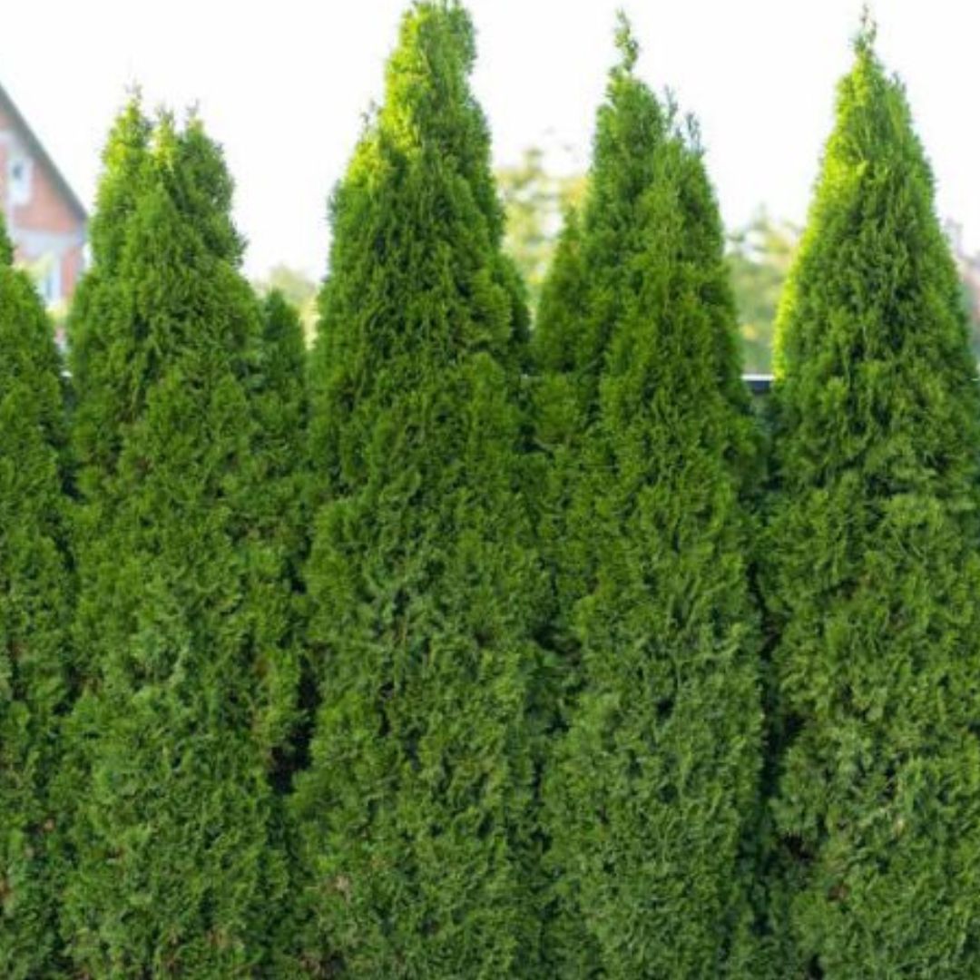 Full Speed A Hedge American Pillar Arborvitae