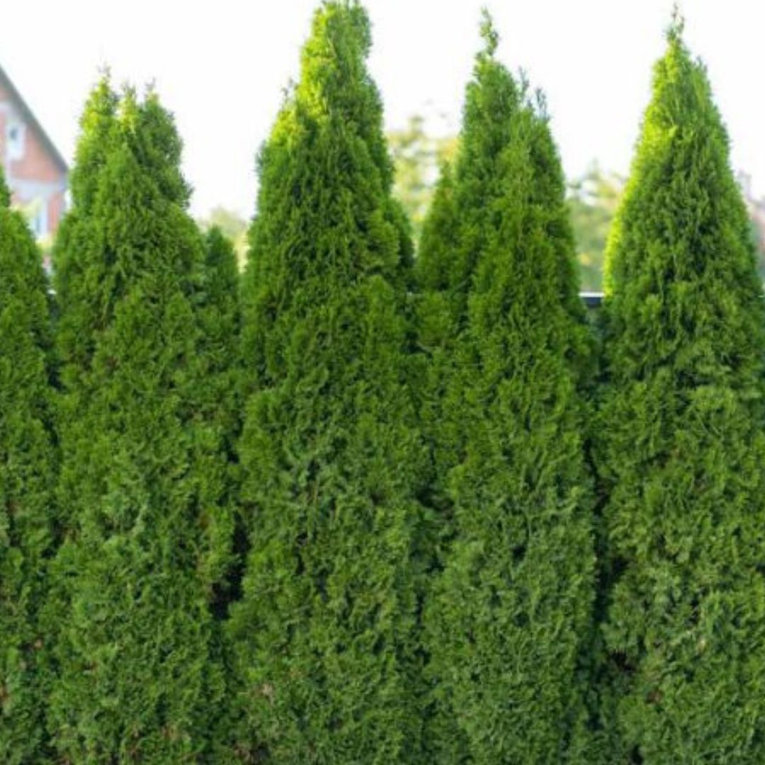Full Speed A Hedge American Pillar Arborvitae America's Gardens Nursery