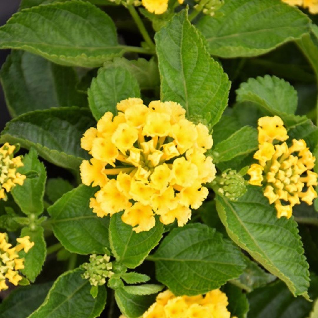 Bandana Lantana | America's Gardens Nursery