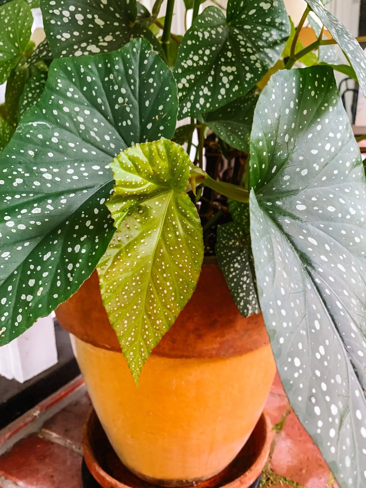 Speckled Angel Wing Begonia