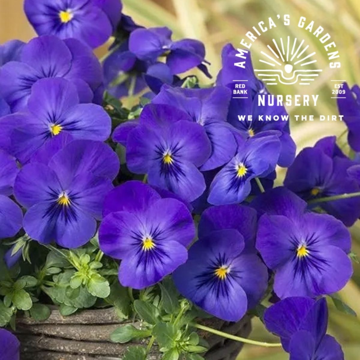 Cool Wave Blue Pansy