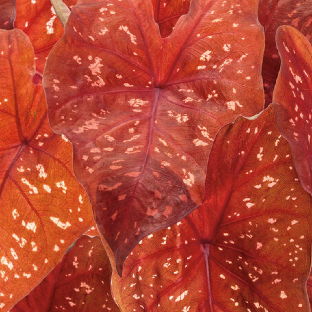 Caladium Plants