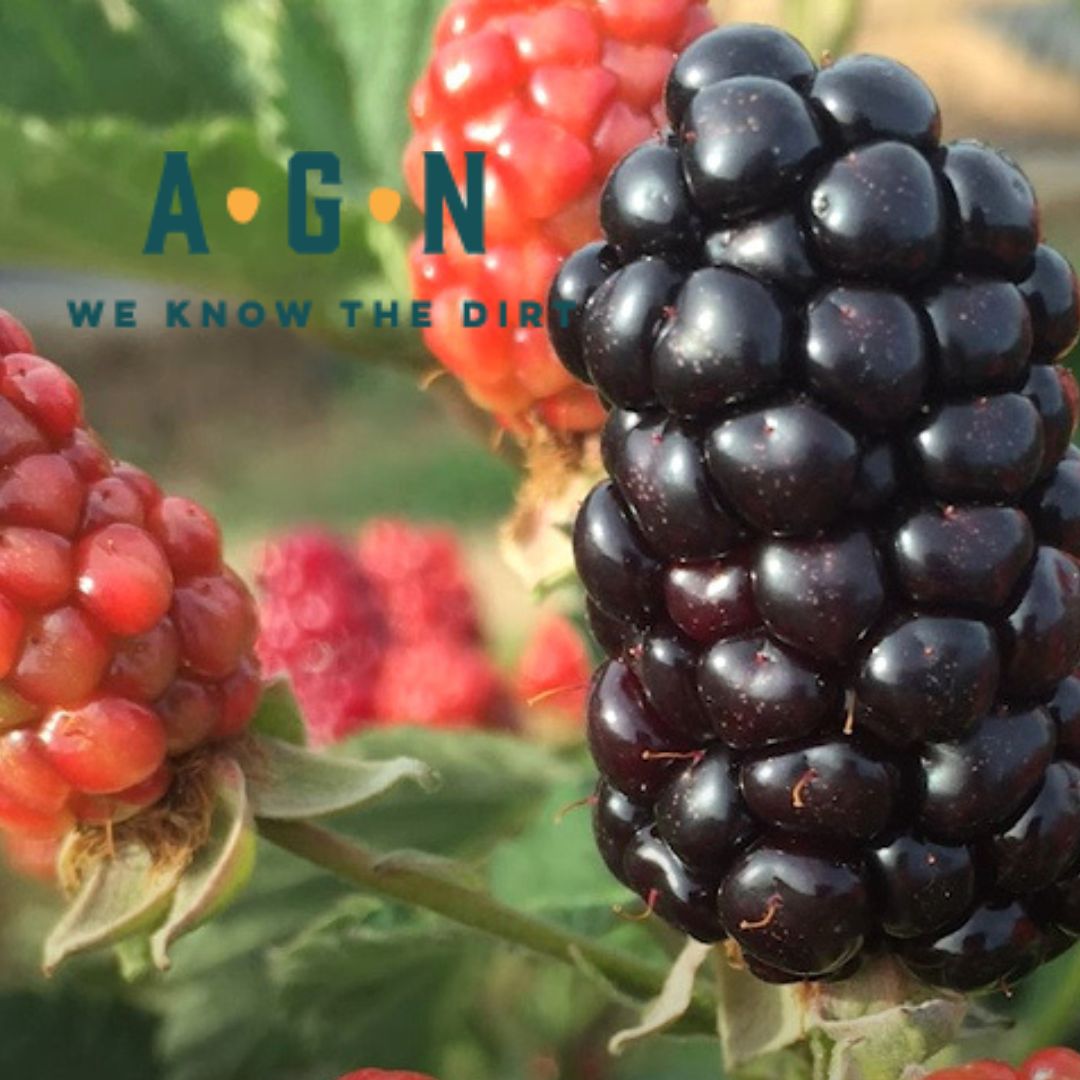 Caddo Thornless Blackberry Vine