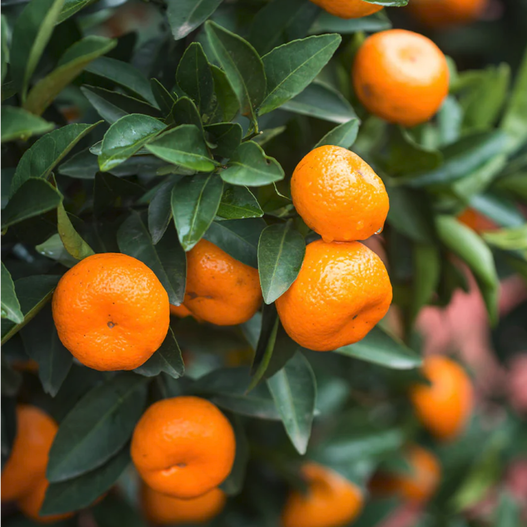 Dwarf Calamondin Bush