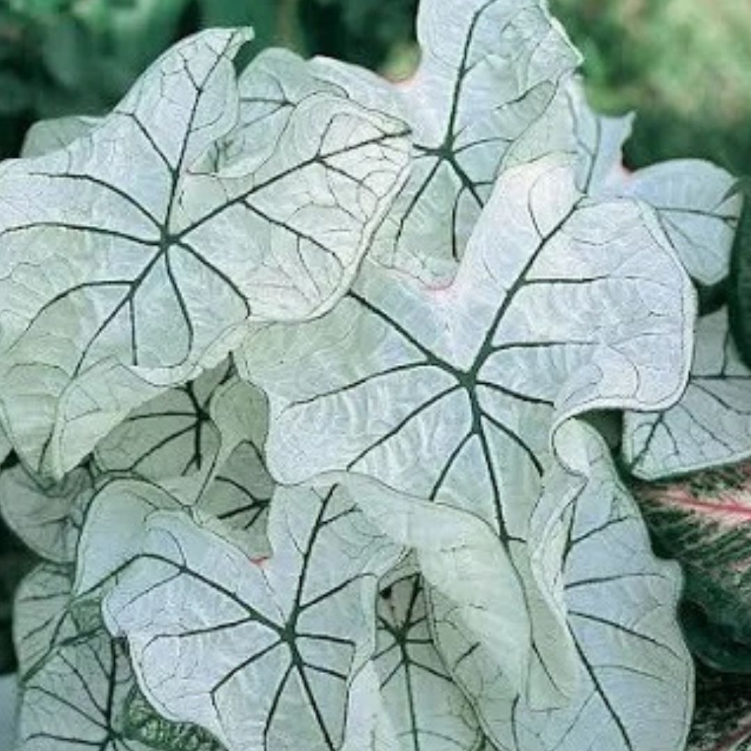 Caladium Plants