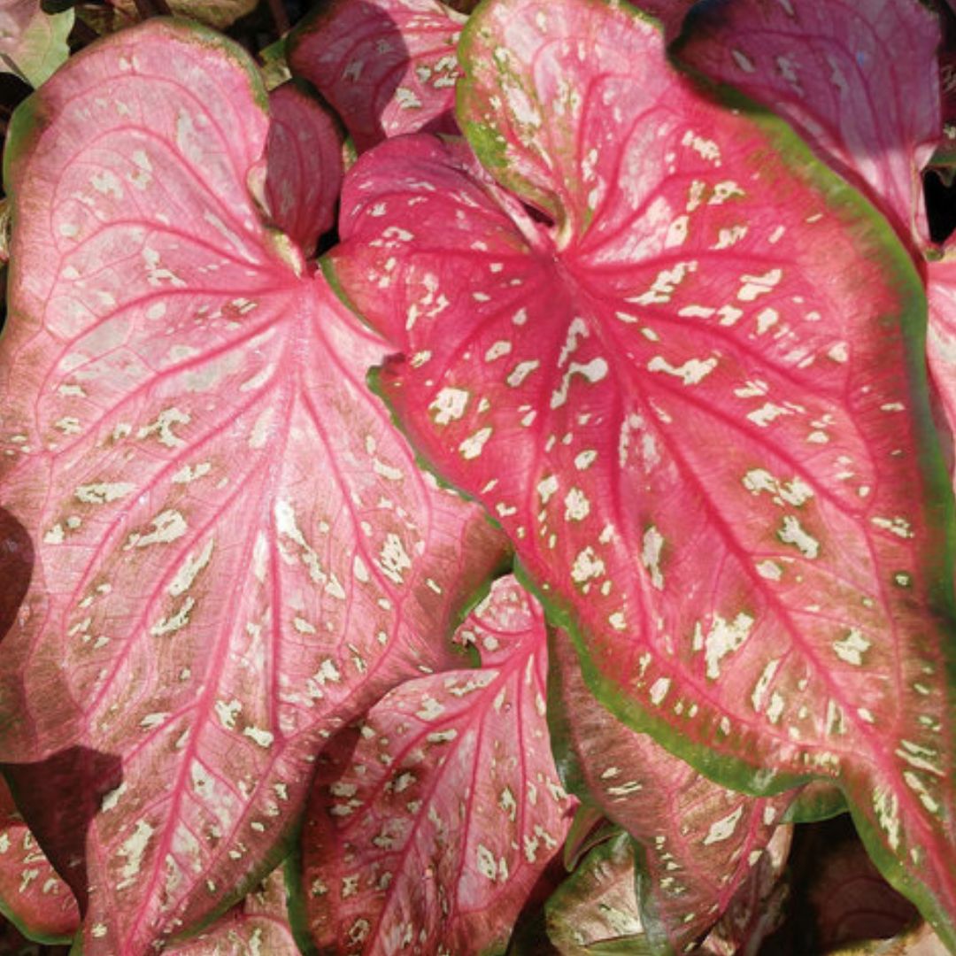 Caladium Plants