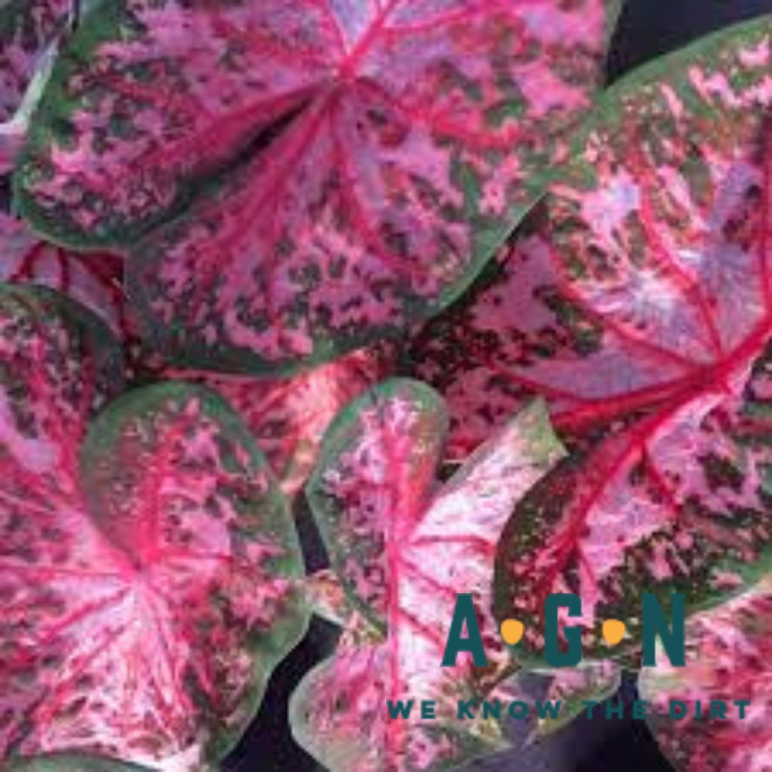 Caladium Plants