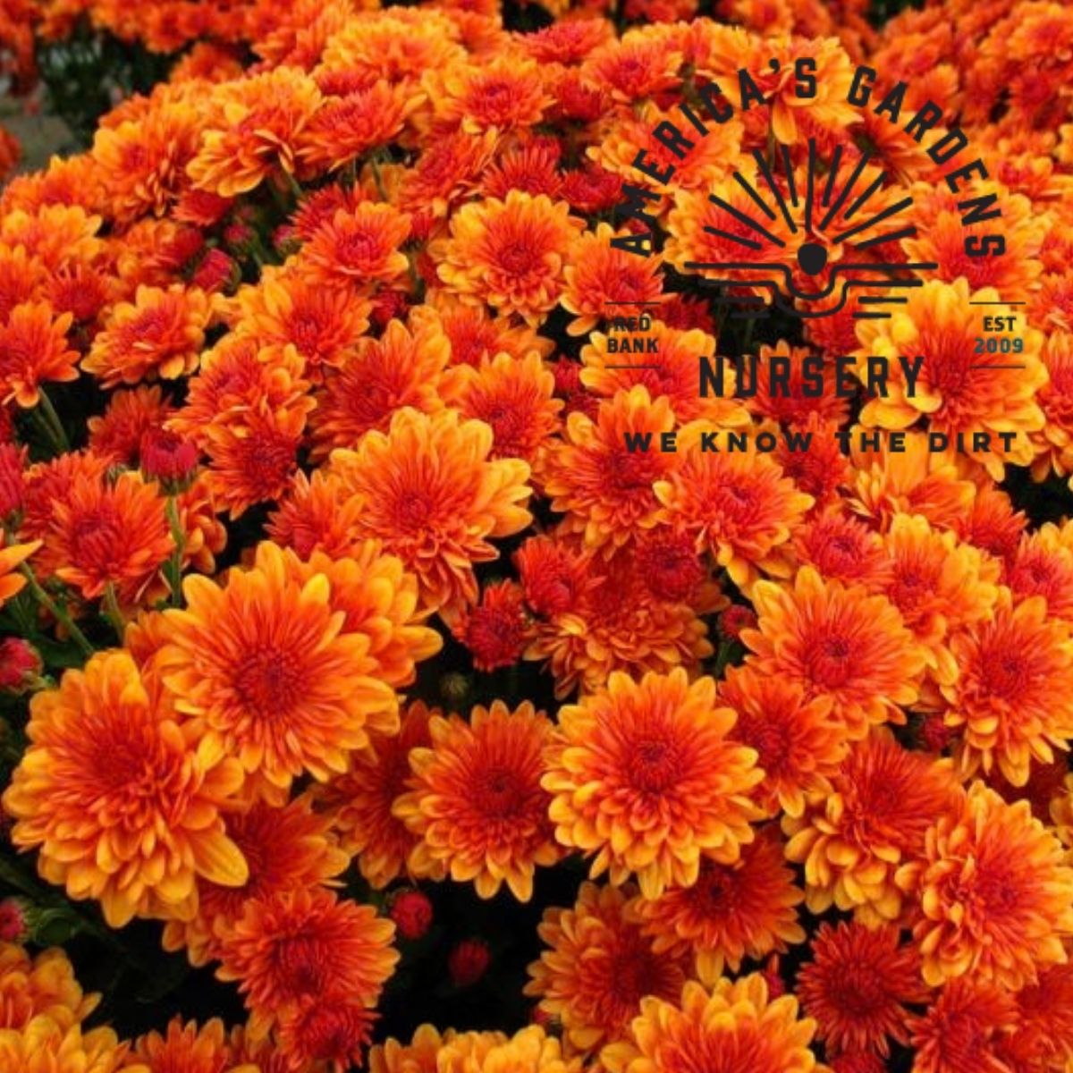 Chrysanthemums